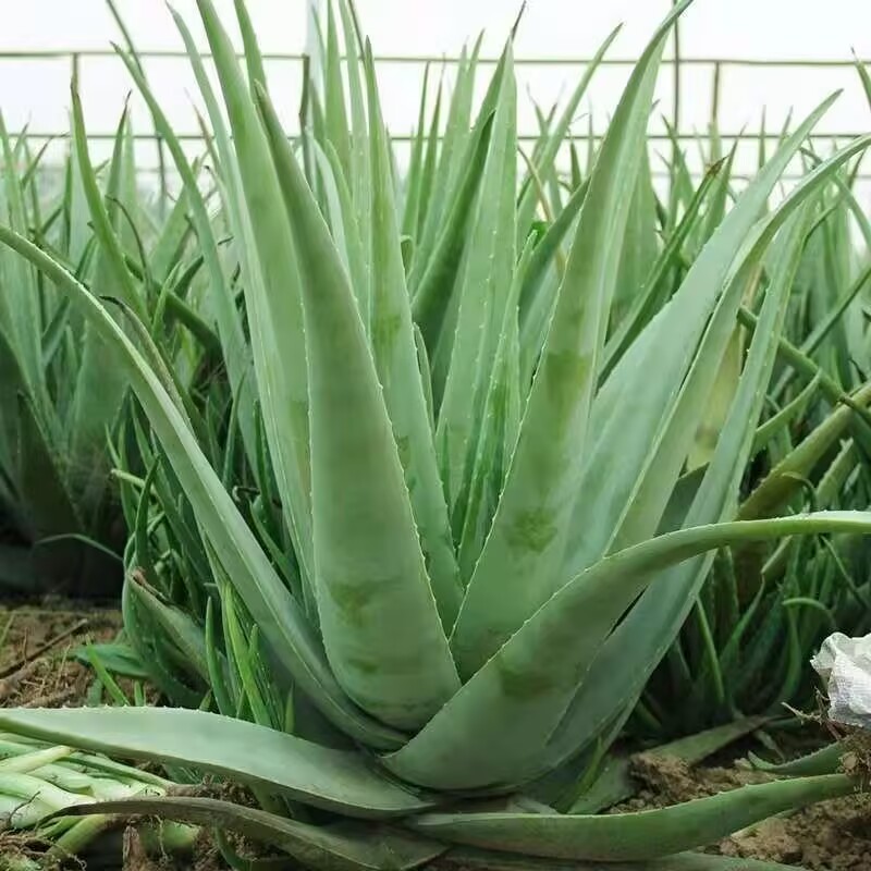 100% Pure Natural Dried Aloe V - Soap Making Raw Material review and price